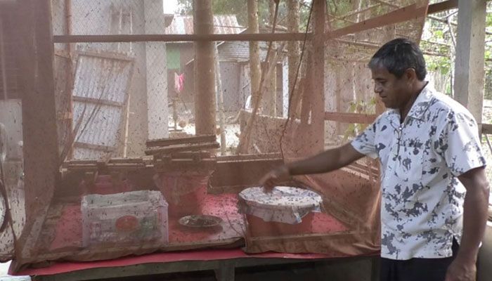 শেরপুরে ‘কালো মাছির’ চাষ করে সফল শফিকুর