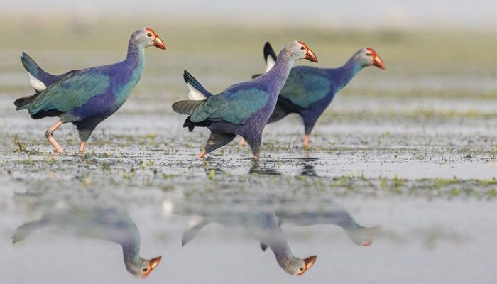 টাঙ্গুয়ার হাওরের শোভা পরিযায়ী পাখি