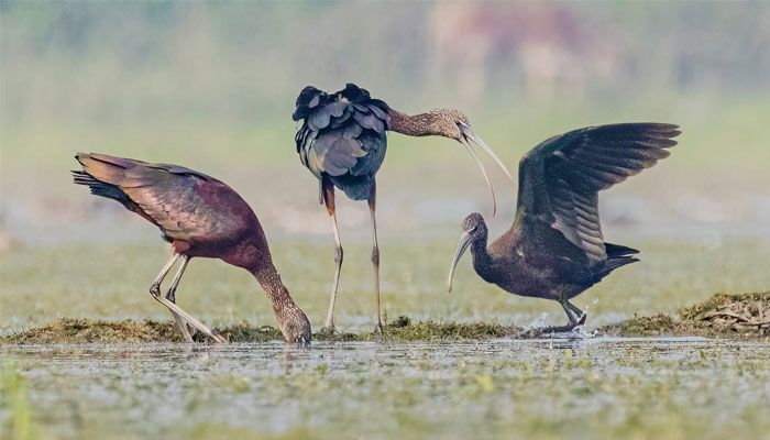 টাঙ্গুয়ার হাওরের শোভা পরিযায়ী পাখি