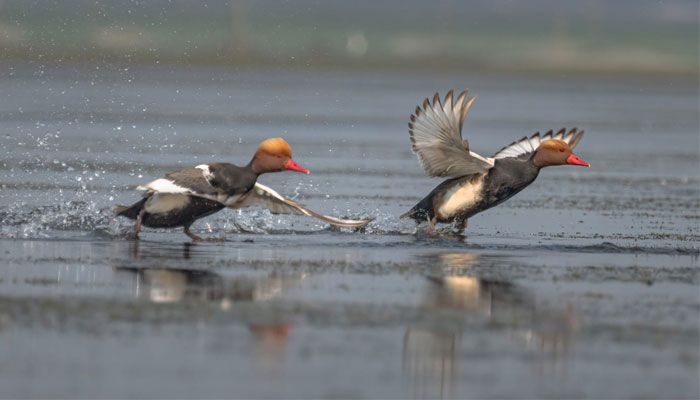 টাঙ্গুয়ার হাওরের শোভা পরিযায়ী পাখি