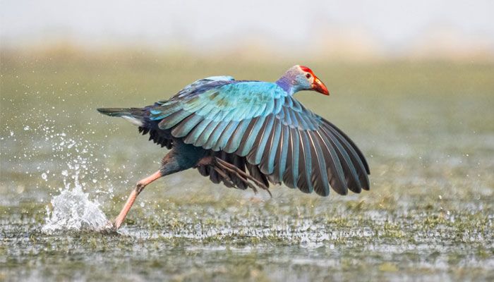 টাঙ্গুয়ার হাওরের শোভা পরিযায়ী পাখি