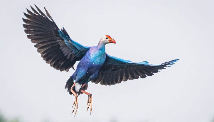 টাঙ্গুয়ার হাওরের শোভা পরিযায়ী পাখি