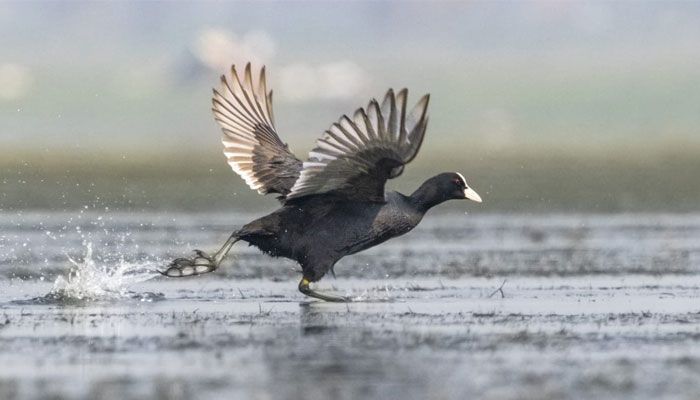টাঙ্গুয়ার হাওরের শোভা পরিযায়ী পাখি