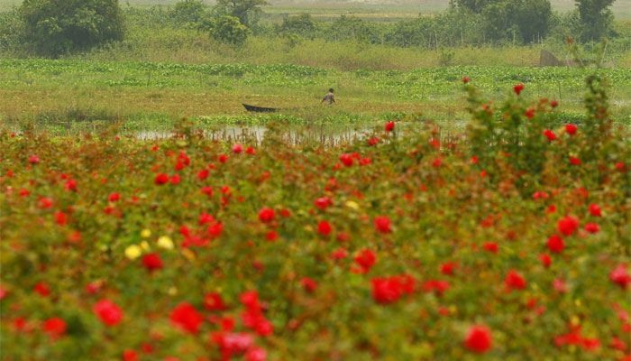 গোলাপ গ্রাম