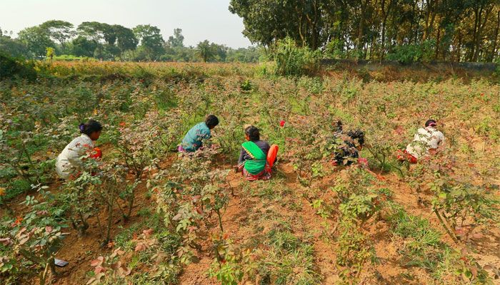 গোলাপ গ্রাম