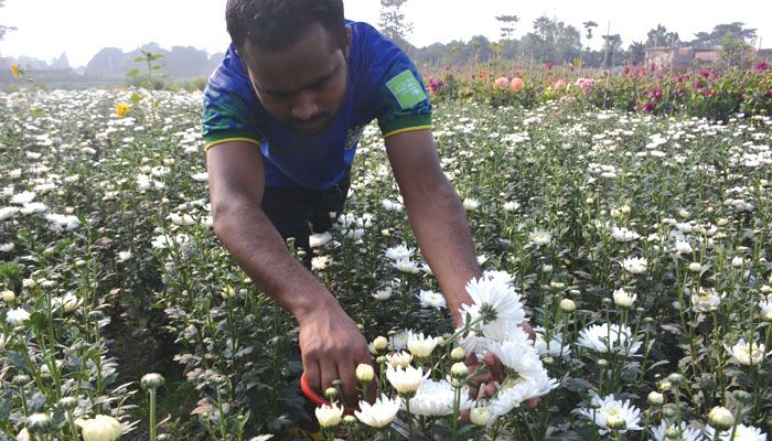 ফুলের রাজ্য 