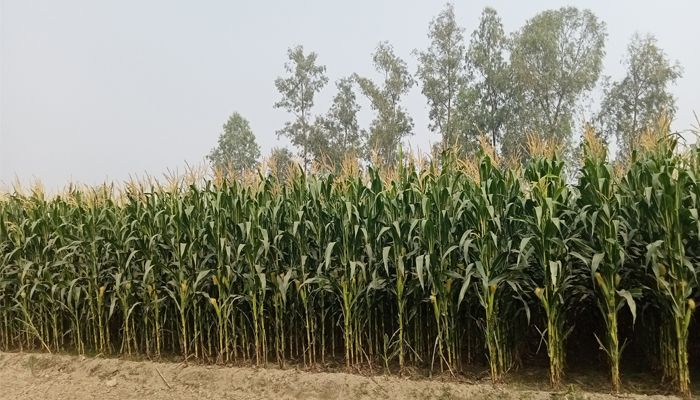 ভুট্টা চাষে স্বচ্ছলতার স্বপ্ন দরিদ্র চাষিদের