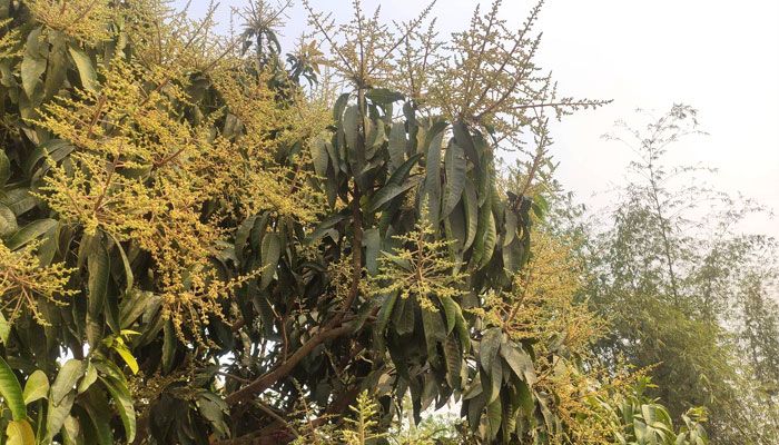 আমের মুকুল 