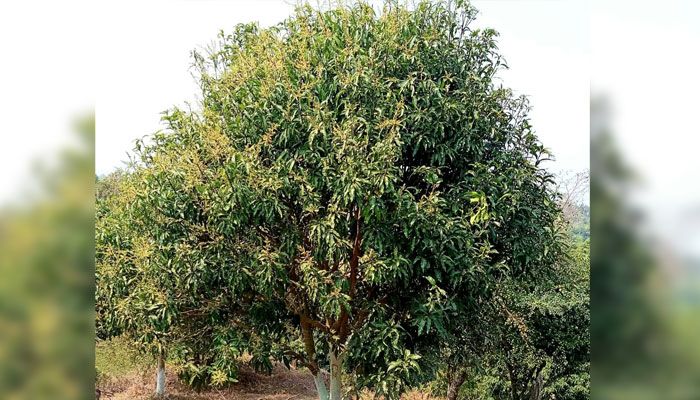 আমের মুকুল 