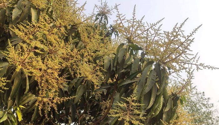 আমের মুকুল 