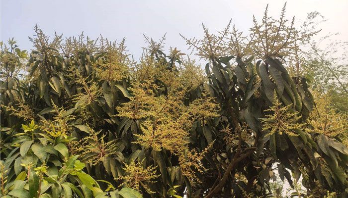 আমের মুকুল 