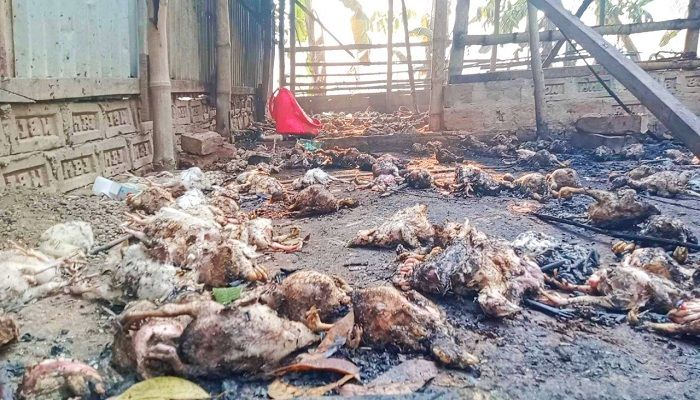  নড়াইলে মুরগির খামারে আগুন দেওয়ার অভিযোগ