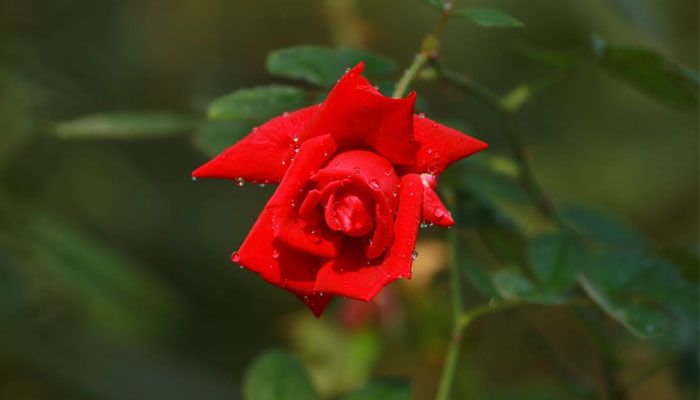 গোলাপ গ্রাম