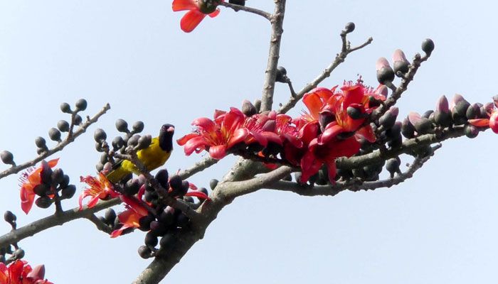 শিমুল ফুল