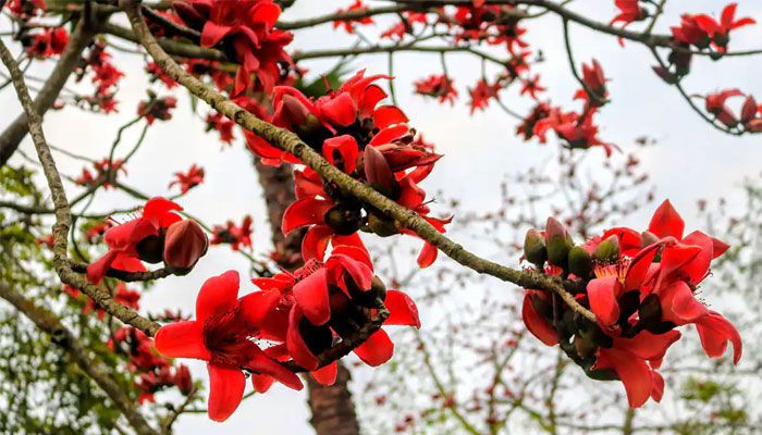 হারিয়ে যাচ্ছে আকাশ রাঙানো রূপকন্যা