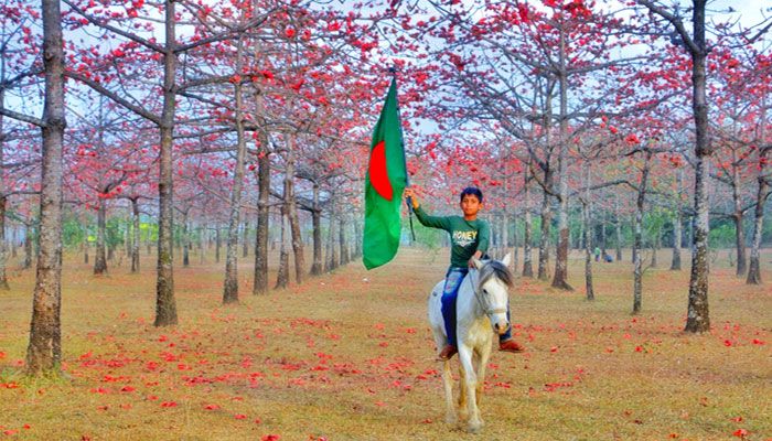 শিমুলের রাজ্য