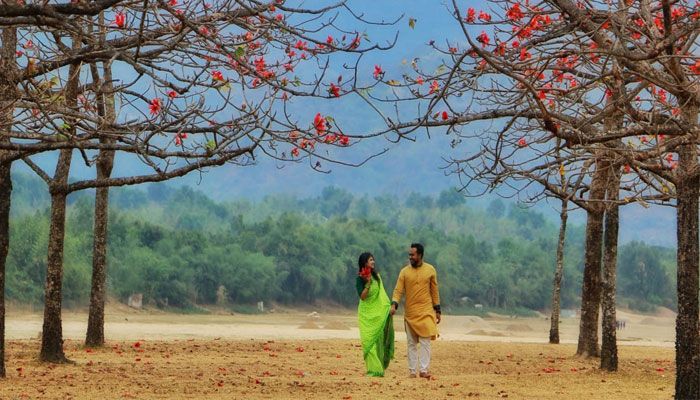 শিমুলের রাজ্য