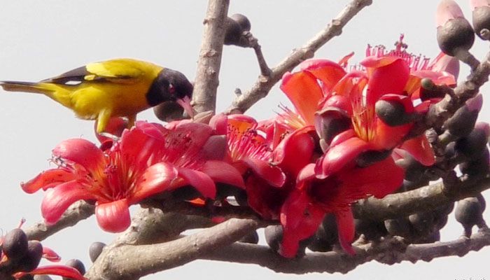 শিমুল ফুল