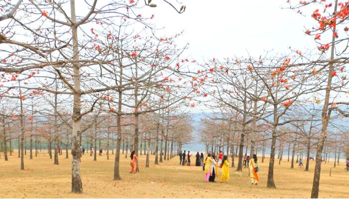 শিমুলের রাজ্য