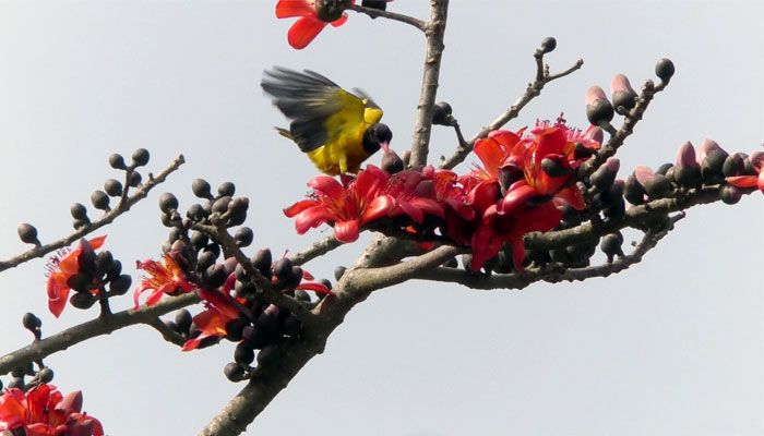 শিমুল ফুল