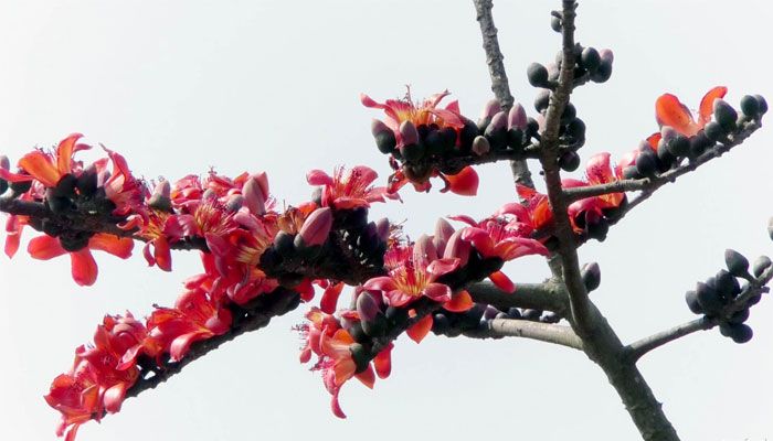 শিমুল ফুল