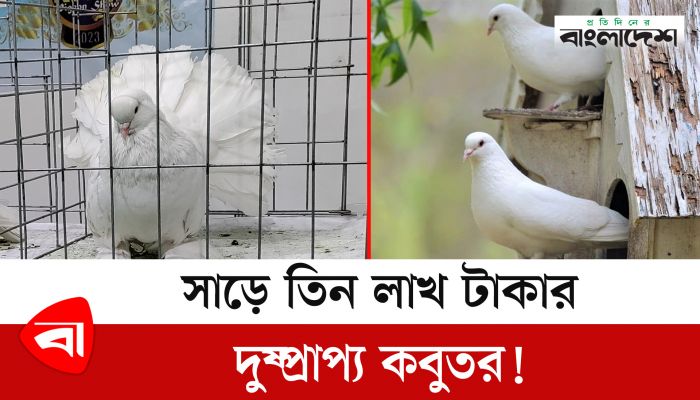 সাড়ে তিন লাখ টাকা দামের কবুতর!