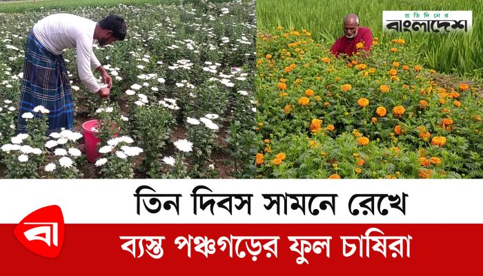তিন দিবস সামনে রেখে ব্যস্ত পঞ্চগড়ের ফুল চাষিরা