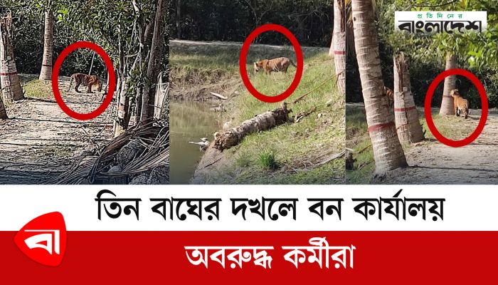 তিন বাঘের দখলে বন কার্যালয়, অবরুদ্ধ কর্মীরা