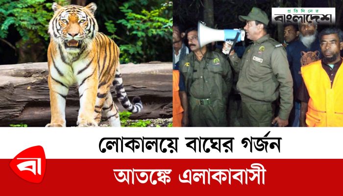লোকালয়ে বাঘের গর্জন, আতঙ্কে এলাকাবাসী 
