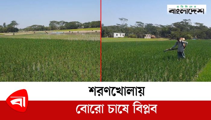 শরণখোলায় বোরো চাষে বিপ্লব