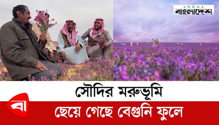 সৌদির মরুভূমি ছেয়ে গেছে বেগুনি ফুলে