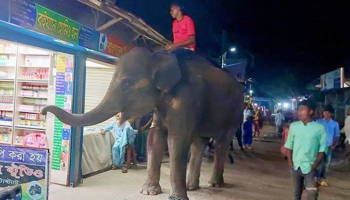 হাতি দিয়ে টাকা হাতিয়ে নিলে ব্যবস্থা
