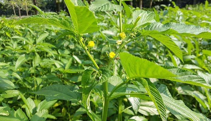পাটবীজ উৎপাদনে ৩৭৩ কোটি টাকার প্রকল্প