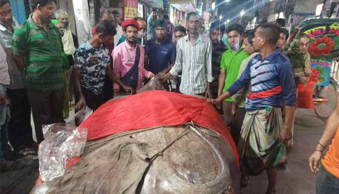 আওয়ামী লীগ নেতার সহায়তায় সড়ে ১৪ মণ ওজনের নিষিদ্ধ মাছ বিক্রি 