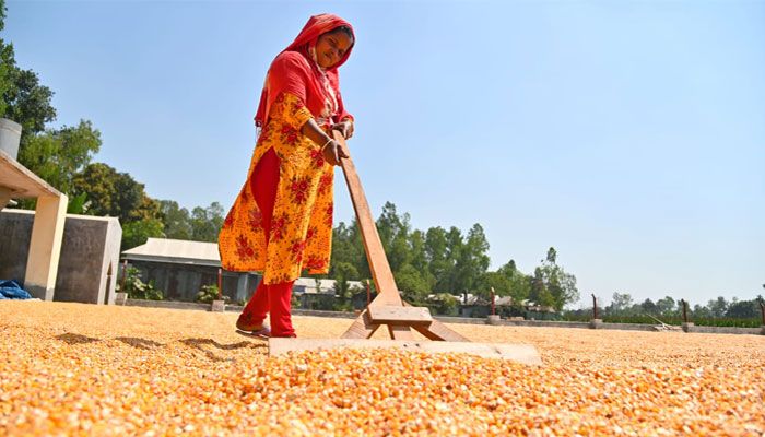 ভুট্টা শুকানোয় ব্যস্ত তারা