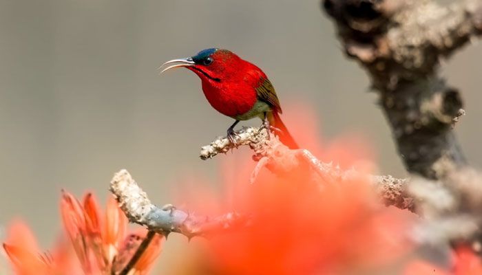 সিঁদুরে মৌটুসি
