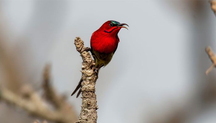 সিঁদুরে মৌটুসি