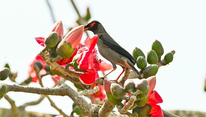 শিমুল ফুলে পাখির মেলা 