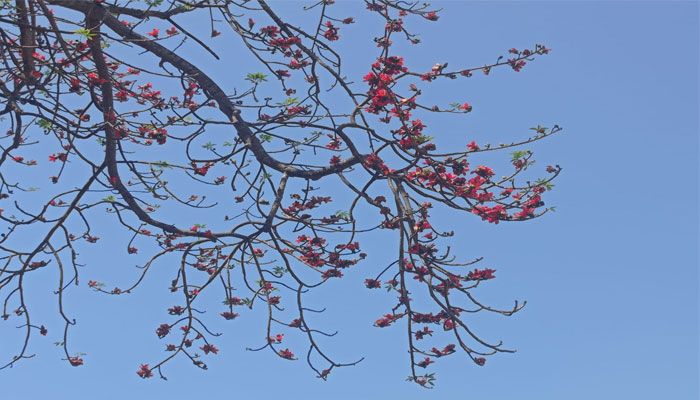 শিমুল ফুল