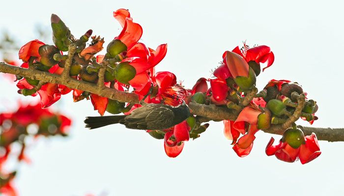 শিমুল ফুলে পাখির মেলা 