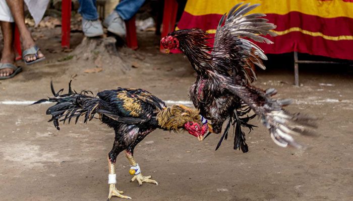 ঐতিহ্যবাহী মোরগ লড়াই 