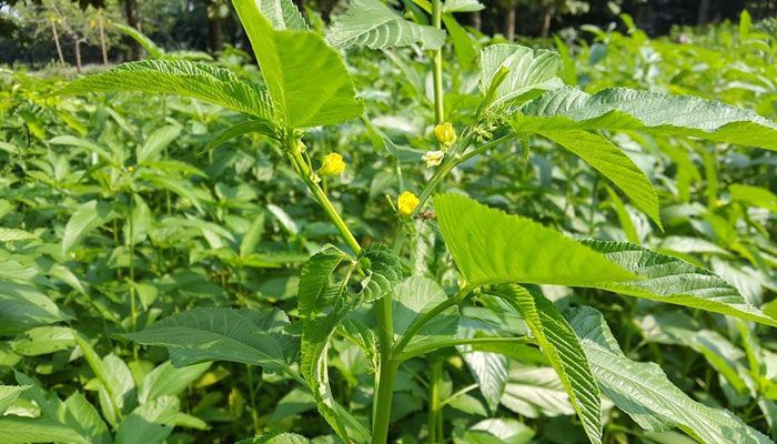 পাটবীজের ৫২০০ টনই আমদানি