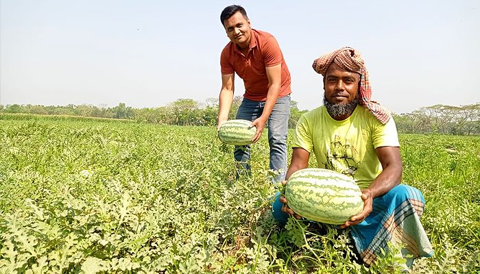 ভোলায় তরমুজের বাম্পার ফলন