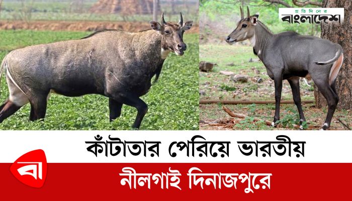 কাঁটাতার পেরিয়ে ভারতীয় নীলগাই দিনাজপুরে