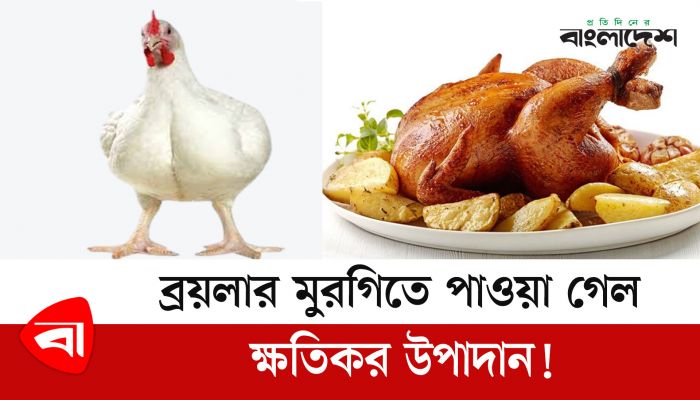 ব্রয়লার মুরগিতে পাওয়া গেল ক্ষতিকর উপাদান! 