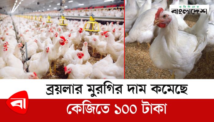 ব্রয়লার মুরগির দাম কমেছে কেজিতে ১০০ টাকা