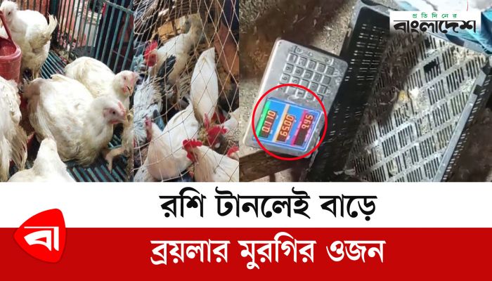রশি টানলেই বাড়ে ব্রয়লার মুরগির ওজন