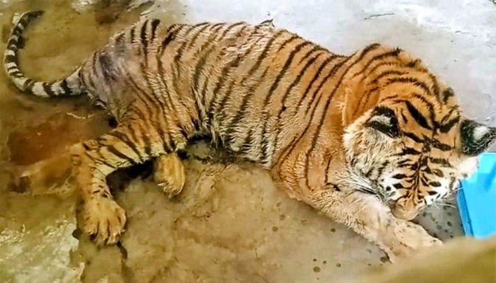বয়সের ভারে দুই মাস ধরে অসুস্থ বঙ্গবন্ধু সাফারি পার্কের বাঘিনীটি