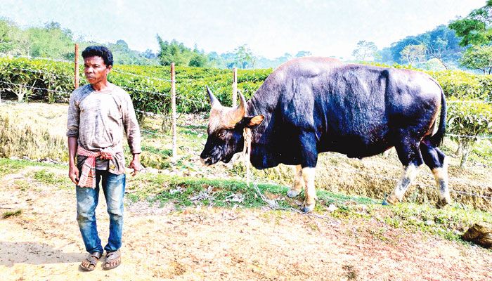মৌলভীবাজারের সমতলে গভীর অরণ্যের ‘গয়াল’