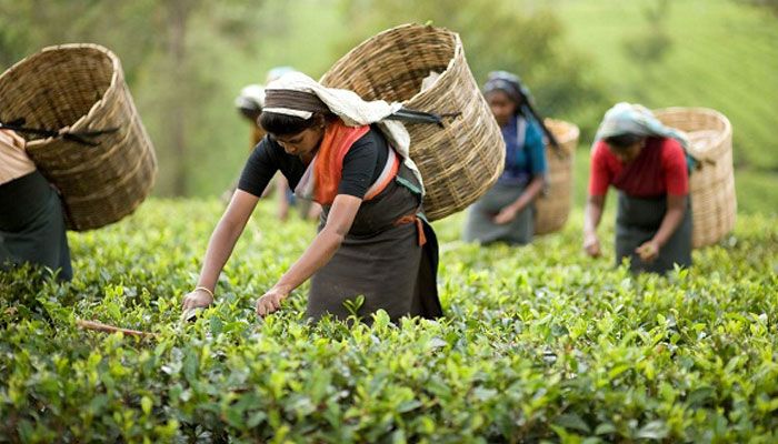 এ বছর রেকর্ড ১০ কোটি কেজি চা উৎপাদনের স্বপ্ন